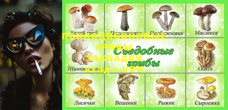 мега ССЫЛКА  Дмитров  Псилоцибиновые грибы Psilocybine cubensis  купить наркотик 